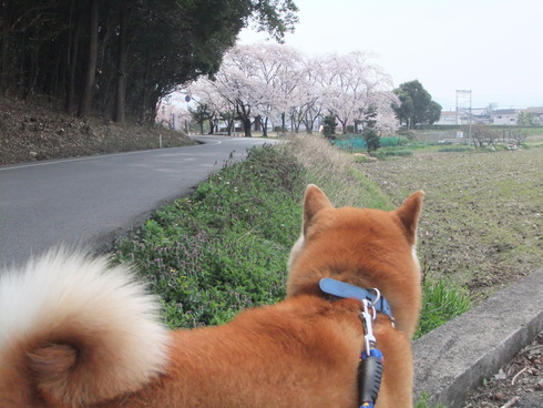 桜散歩　お山の公園にて_b0230589_22432481.jpg