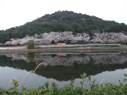 桜散歩　お山の公園にて_b0230589_22485267.jpg