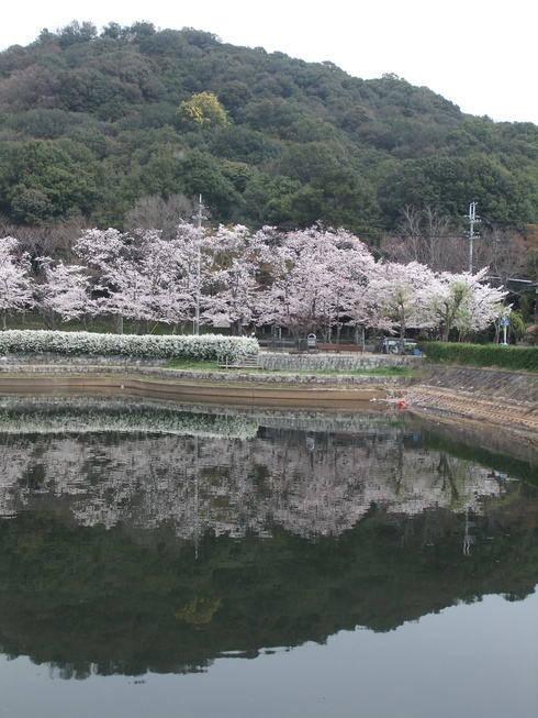 桜散歩　お山の公園にて_b0230589_22493272.jpg