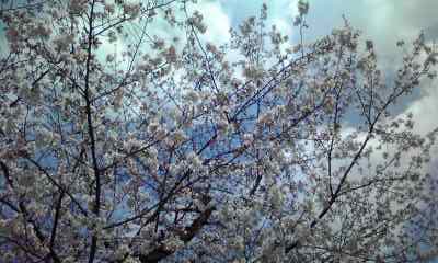 桜。_d0063290_1144479.jpg