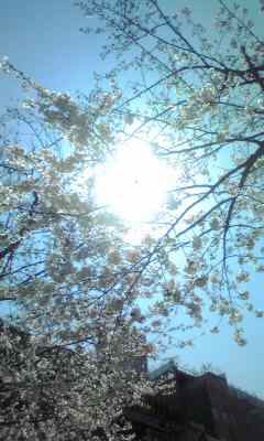 桜。_d0063290_114777.jpg