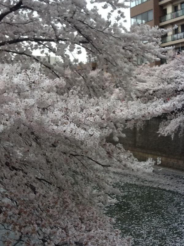 ラス桜_a0031191_16122323.jpg