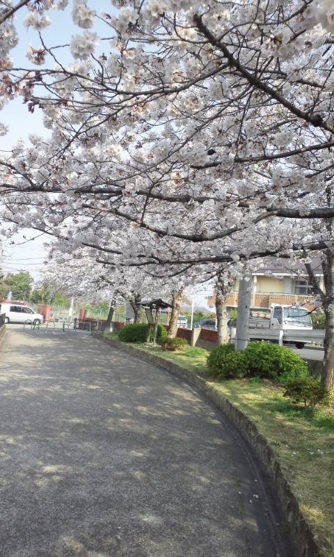今日の桜_c0105691_9475413.jpg