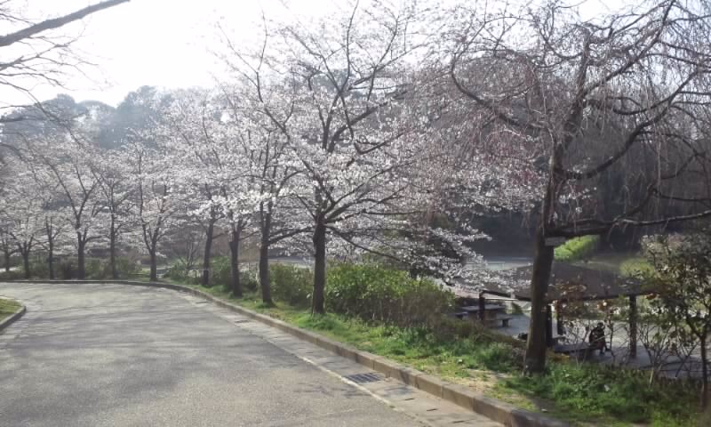 今日の桜_c0105691_9481436.jpg