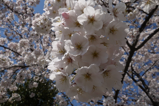 桜、さくら、サクラ_c0237291_21422295.jpg