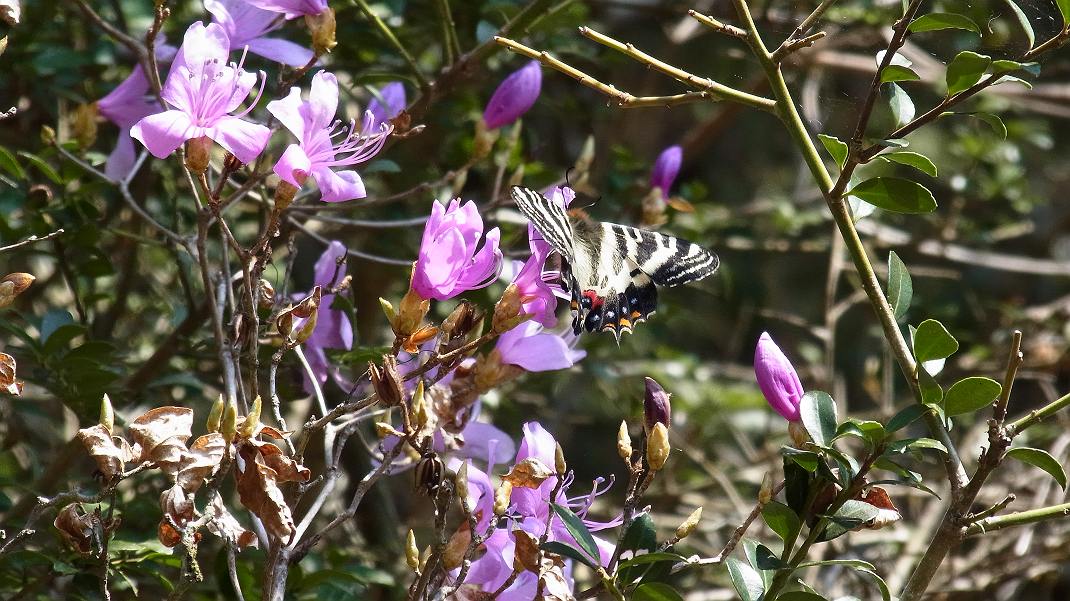 昨日4/9 湿地のギフチョウ　の続きです_a0152692_17504531.jpg