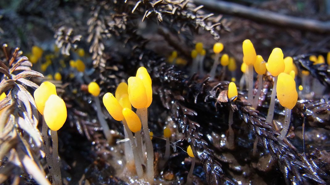 昨日4/9 湿地のギフチョウ　の続きです_a0152692_1822995.jpg