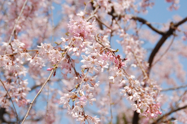 草加公園の桜_d0153294_19471723.jpg