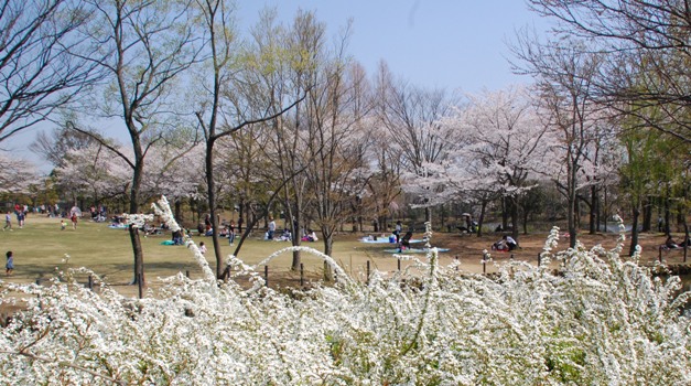 草加公園の桜_d0153294_19485633.jpg