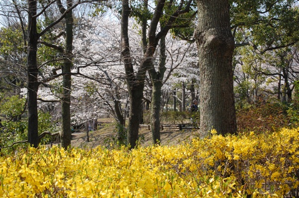 草加公園の桜_d0153294_19544292.jpg