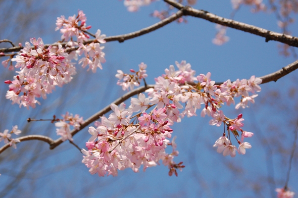 草加公園の桜_d0153294_19592896.jpg