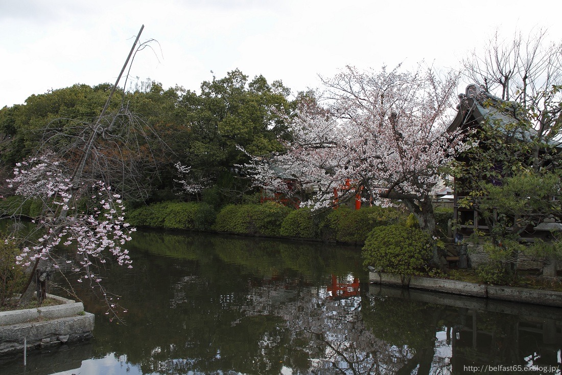 さくら・2012　神泉苑_f0095094_2234259.jpg