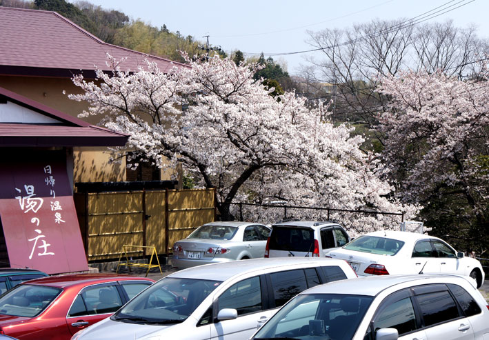 桜満開次々と_b0145296_773852.jpg