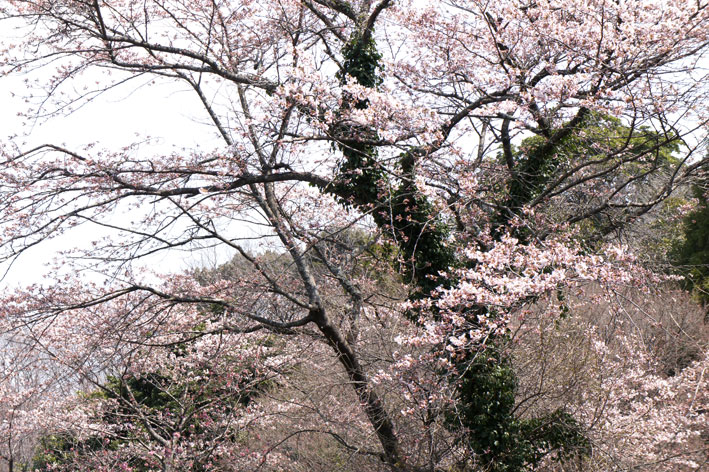 桜満開次々と_b0145296_78265.jpg