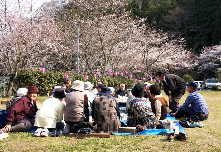 桜満開次々と_b0145296_782849.jpg