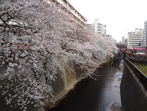 桜、パンダ、スカイツリー_b0146196_23262493.jpg