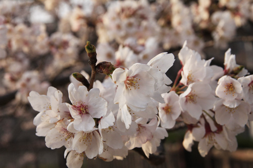 夕暮れ桜_e0205196_13274119.jpg