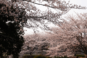 夕暮れ桜_e0205196_13284458.gif