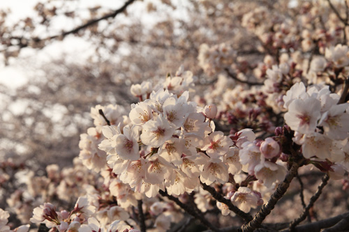 夕暮れ桜_e0205196_1328479.jpg