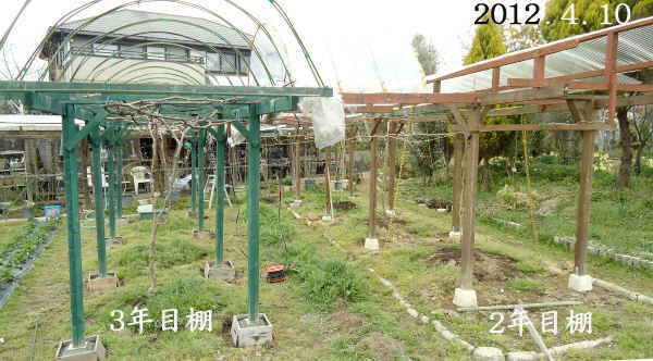 思いの他手間取った ぶどう棚修復 7割完了 趣味の 果樹 今年も ぶどう と 新たに 桜桃 に注力 思いの他手間取った ぶどう棚修復 7割完了 趣味の 果樹 今年も ぶどう と 新たに 桜桃 に注力