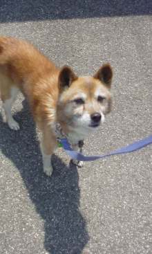 緊急速報！保護わん　愛媛 ＜転載＞_f0176499_214041.jpg