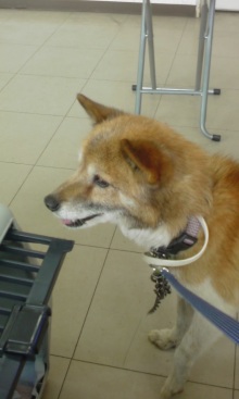 緊急速報！保護わん　愛媛 ＜転載＞_f0176499_214973.jpg