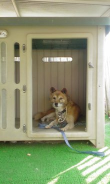 緊急速報！保護わん　愛媛 ＜転載＞_f0176499_215769.jpg