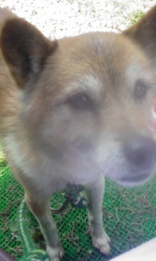 緊急速報！保護わん　愛媛 ＜転載＞_f0176499_2627.jpg