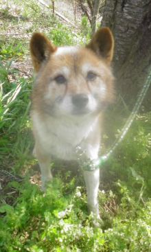 緊急速報！保護わん　愛媛 ＜転載＞_f0176499_291961.jpg