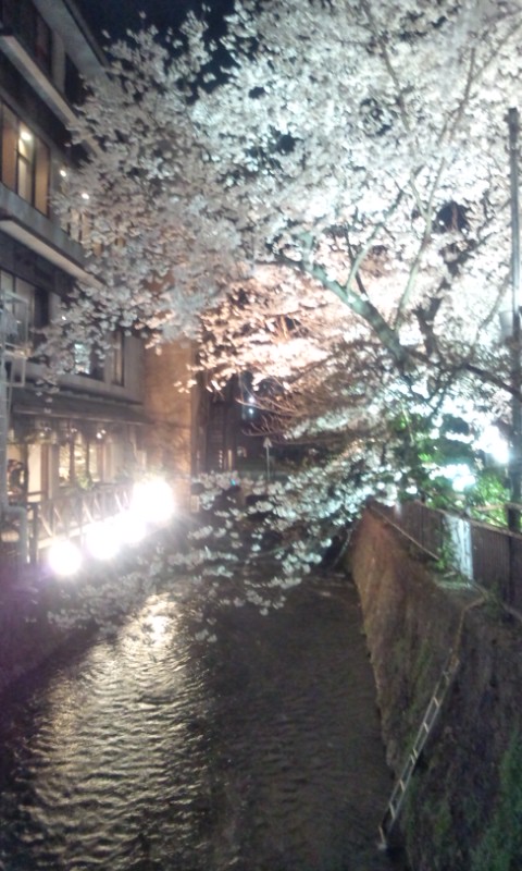 祇園白川夜桜ライトアップ２０１２_d0162300_10534683.jpg