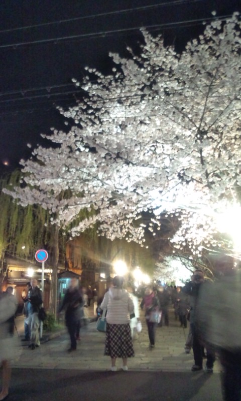祇園白川夜桜ライトアップ2012_d0162300_10585571.jpg