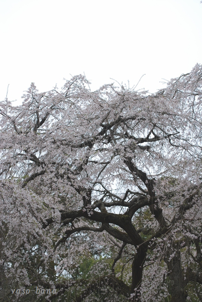 枝垂れ桜・・・_e0025300_1142378.png