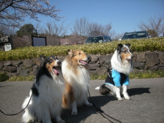 f0081100_8174529.jpg