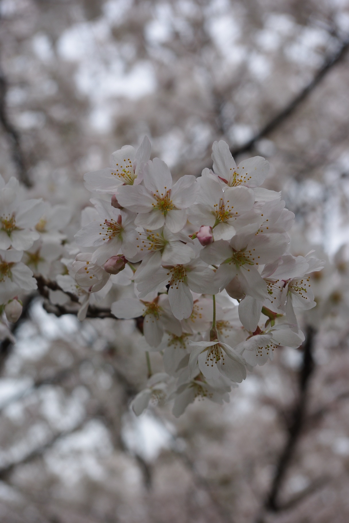 桜を撮る。_a0114901_11454488.jpg