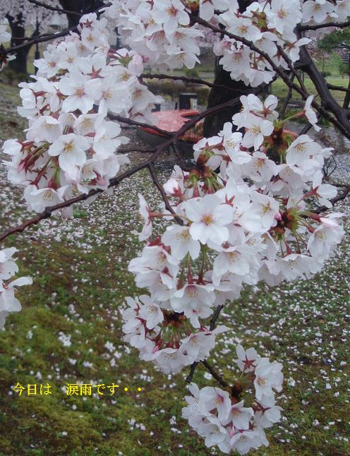 今日は　涙雨です・・・_c0098501_16205276.jpg