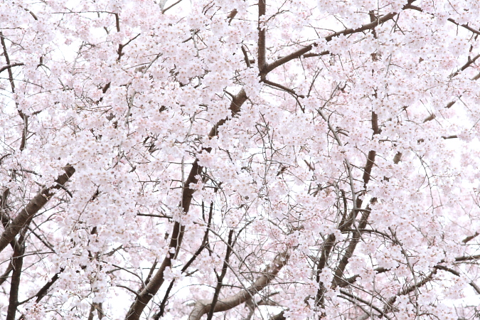 醍醐の桜・淡桜　　京都桜その３_c0183002_2055757.jpg