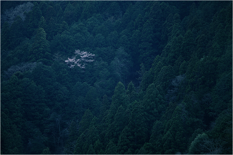 e0031502_1555078.jpg