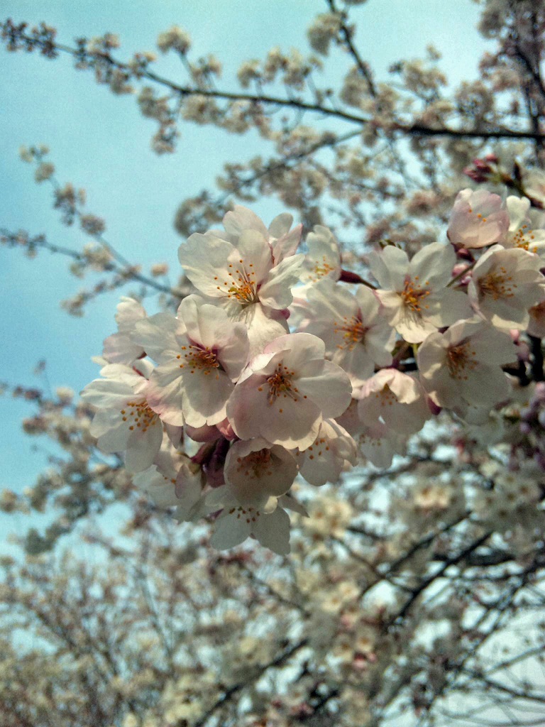 満開の桜_f0034602_185133.jpg