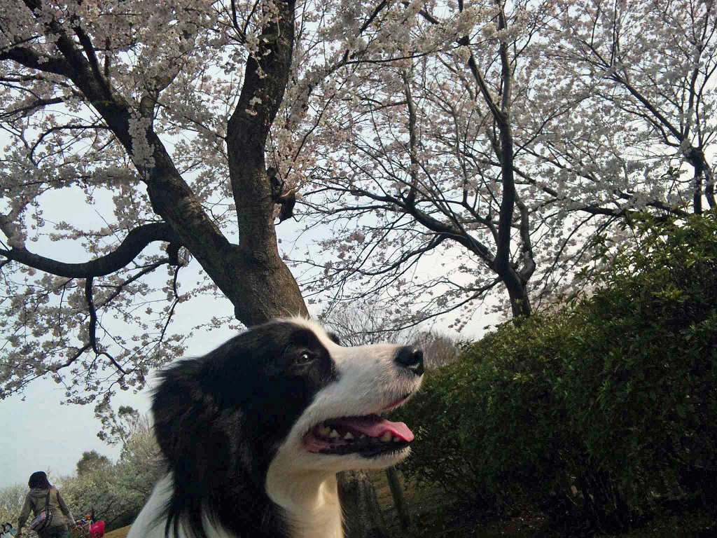 満開の桜_f0034602_187735.jpg