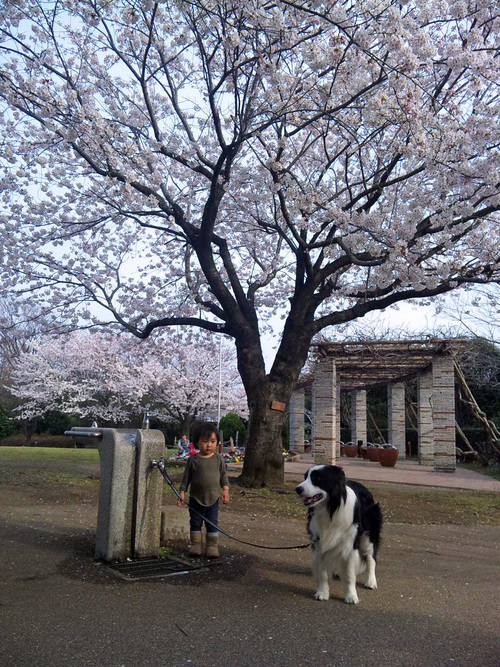 満開の桜_f0034602_188029.jpg