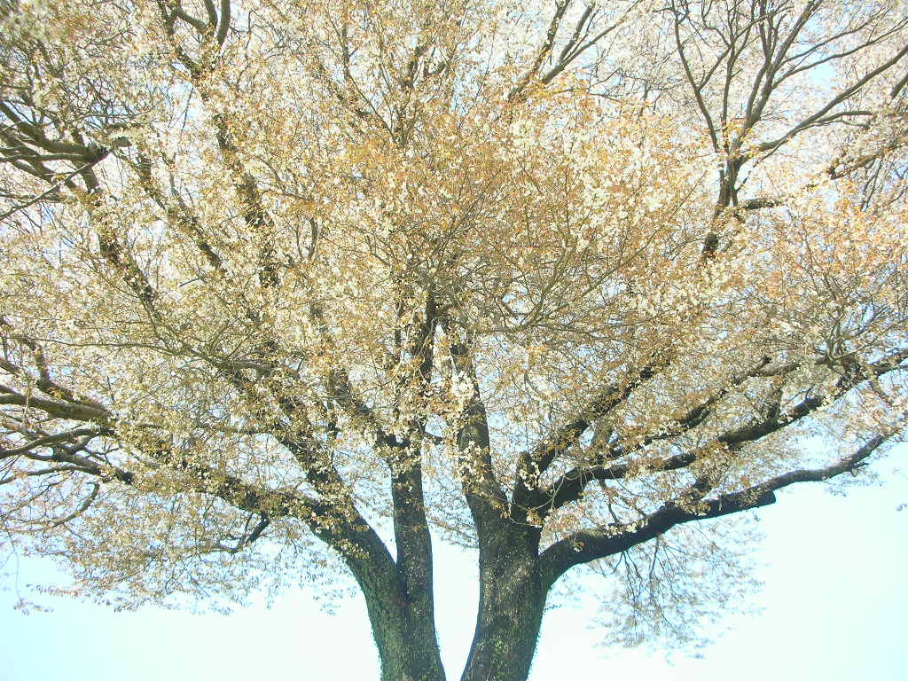 f0146802_21271411.jpg