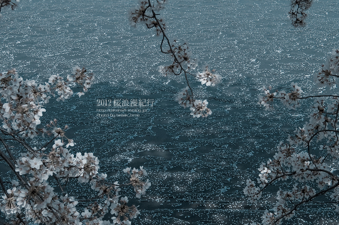 2012 桜浪漫紀行II_b0136403_3373467.jpg