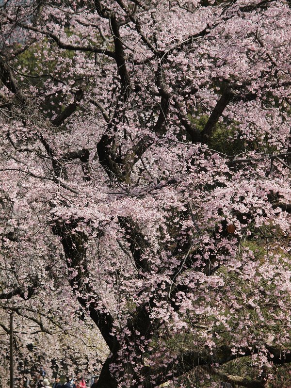 都会の桜たち　小石川後楽園_b0231705_0254085.jpg