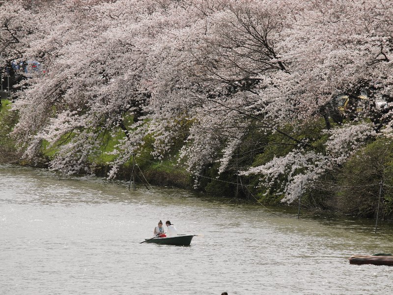 都会の桜たち　小石川後楽園_b0231705_03027.jpg