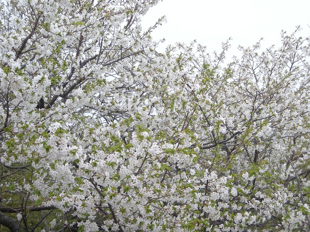 e0087805_1056276.jpg