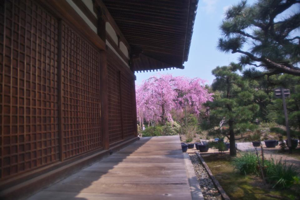 京都桜めぐり２０１２_c0248507_14133656.jpg