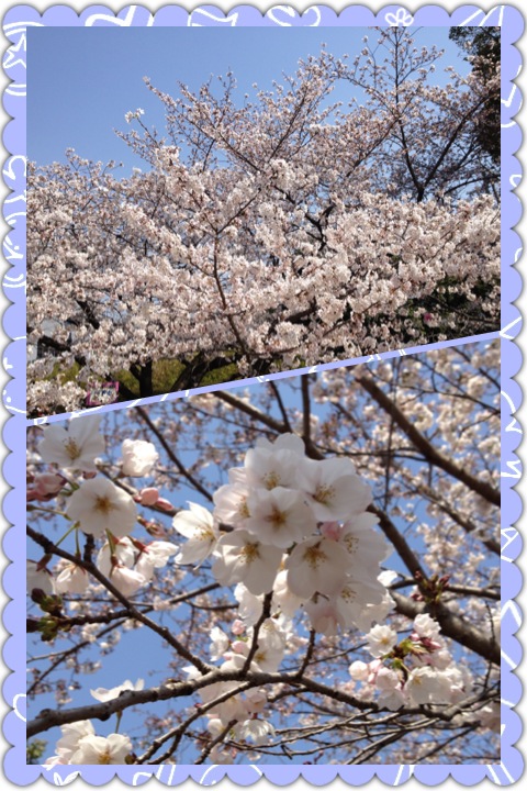 桜満開、入学式_a0194908_9364937.jpg
