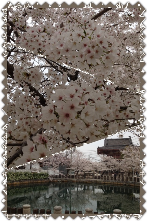 桜満開、入学式_a0194908_938962.jpg