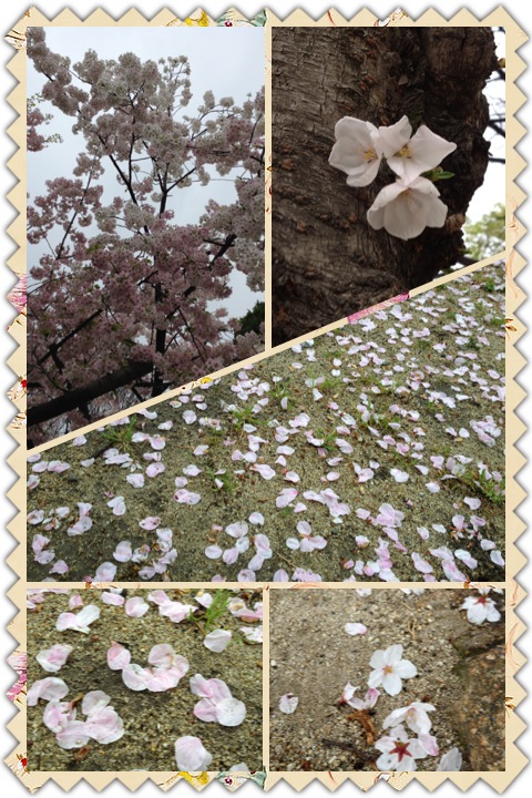 桜雨、桜流し、桜散る_a0194908_942113.jpg