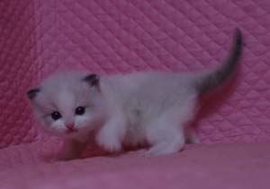 ラグドール バイカラー・ミテッド 子猫ちゃん家族募集_e0033609_1927028.jpg